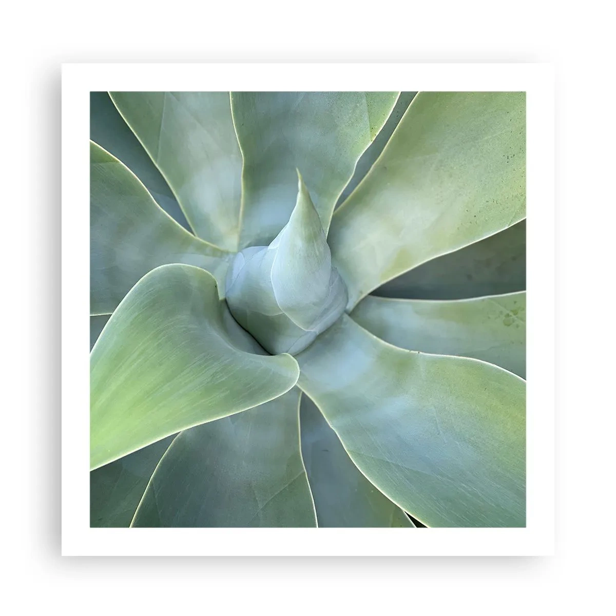 Poster - De geboorte van groen - 60x60 cm