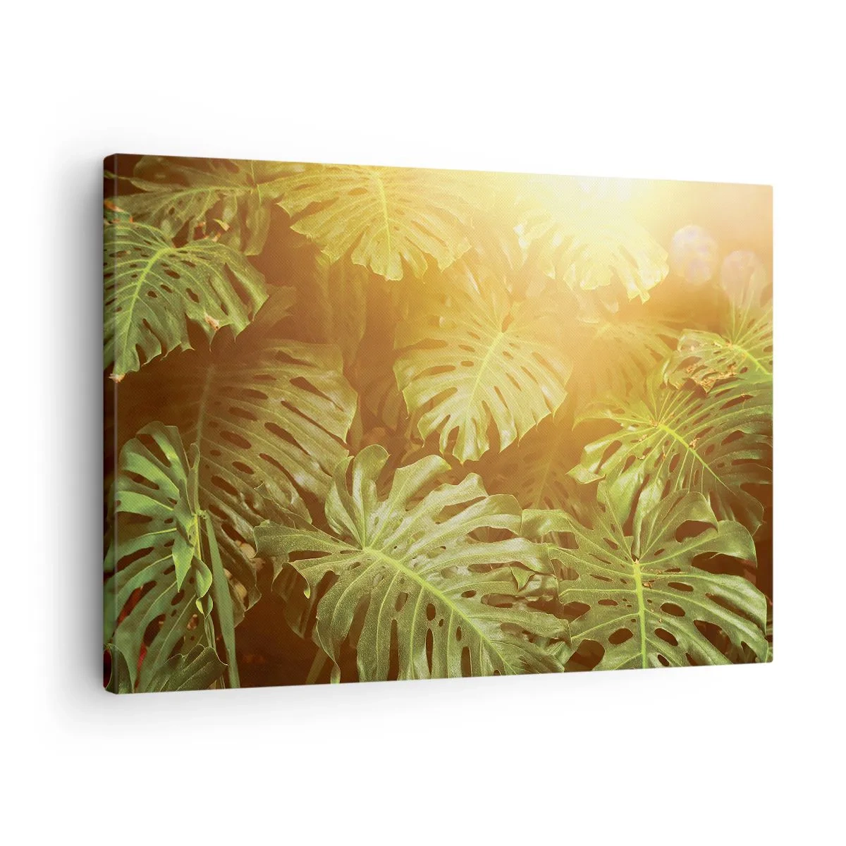 Schilderen op canvas - Monsterabladeren in het zonlicht tegen een natuurlijke achtergrond - 70x50cm - In het groen treden... - Moderne wanddecoratie voor woonkamer en slaapkamer ARTTOR