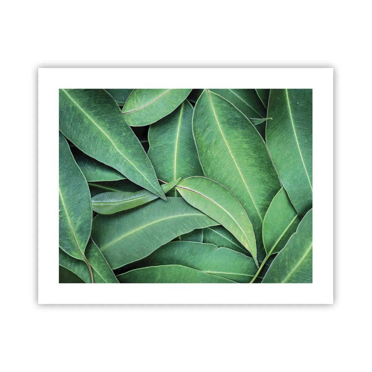 Poster - Sappig en fris - 50x40 cm