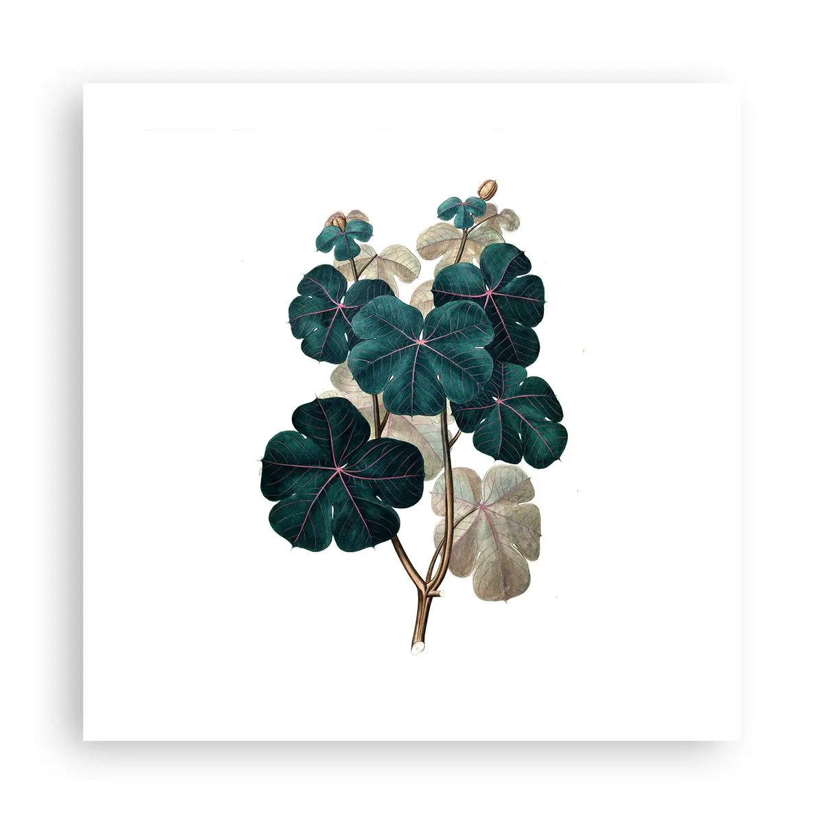 Poster - Uit het oude herbarium - 50x50 cm