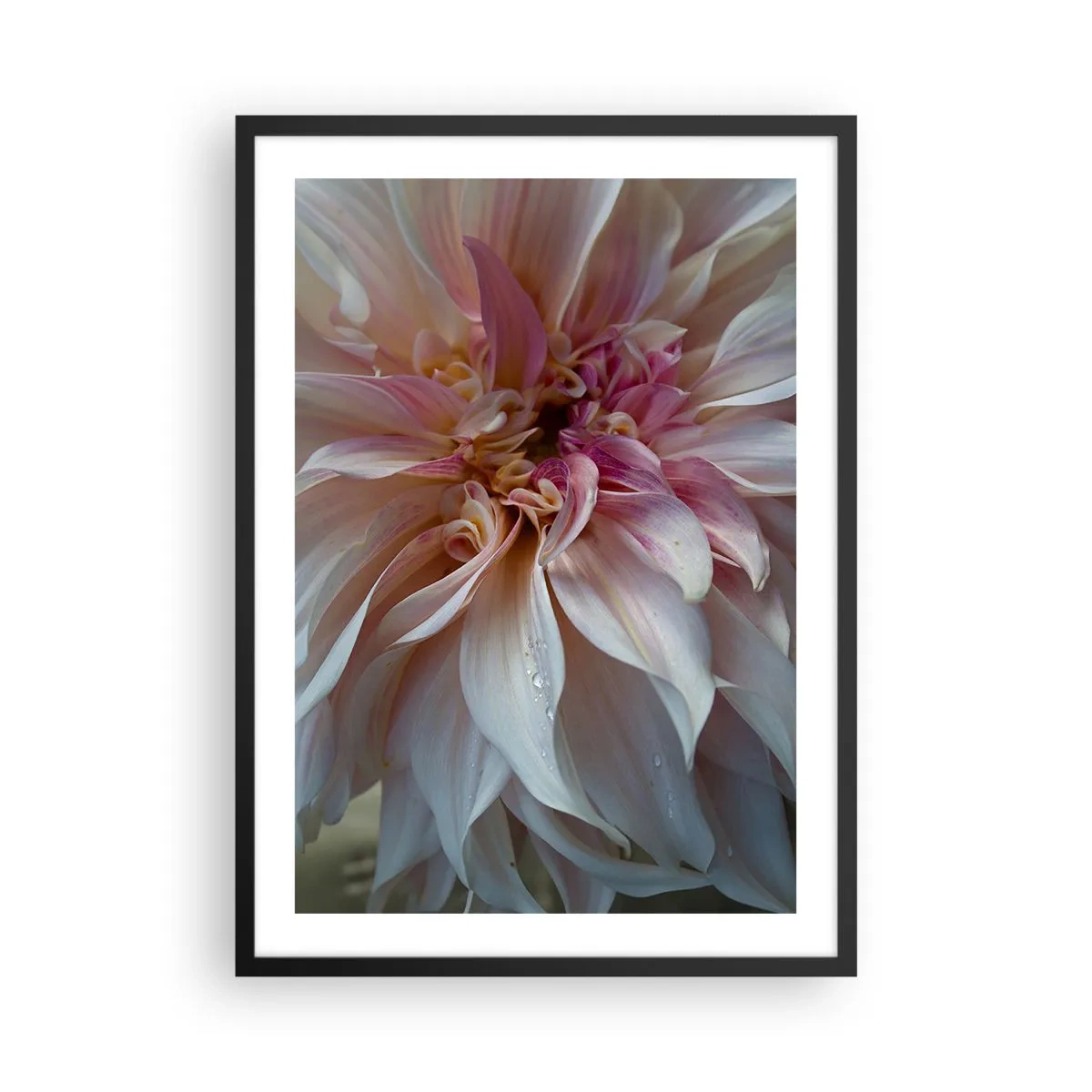 Poster in een zwarte lijst - Close-up van delicate bloemblaadjes in pastelkleuren - 50x70cm - Bloeiende frisheid - Moderne wanddecoratie voor woonkamer en slaapkamer ARTTOR