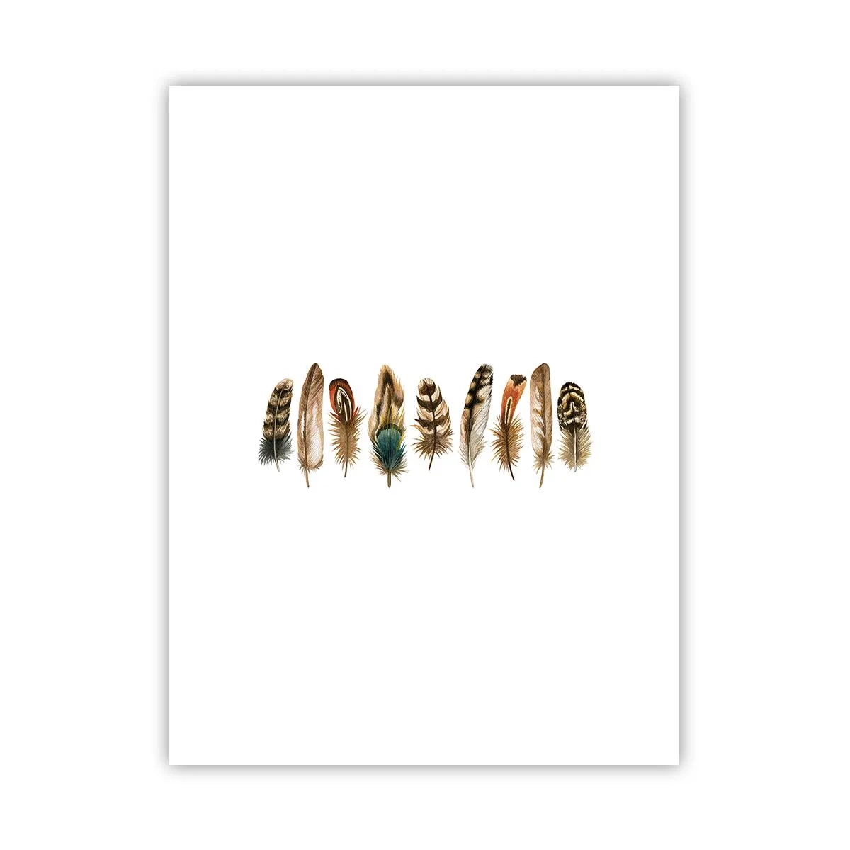 Poster - Een gevederde variatie - 30x40 cm