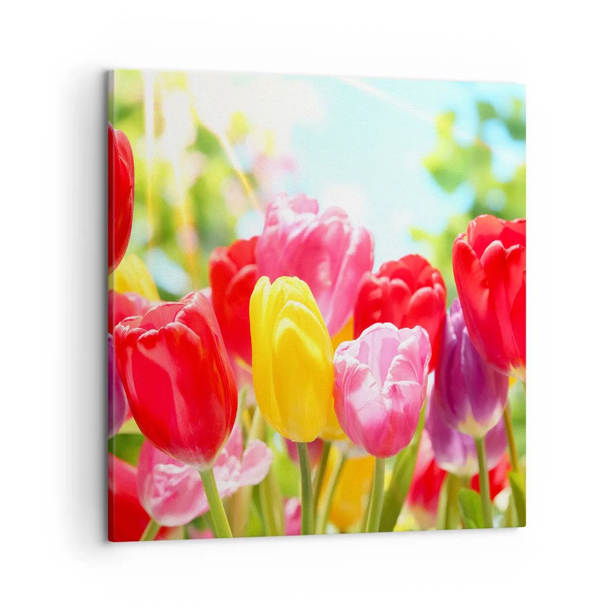 Schilderen op canvas - Dat zijn wij, de kleuren van mei! - 50x50 cm