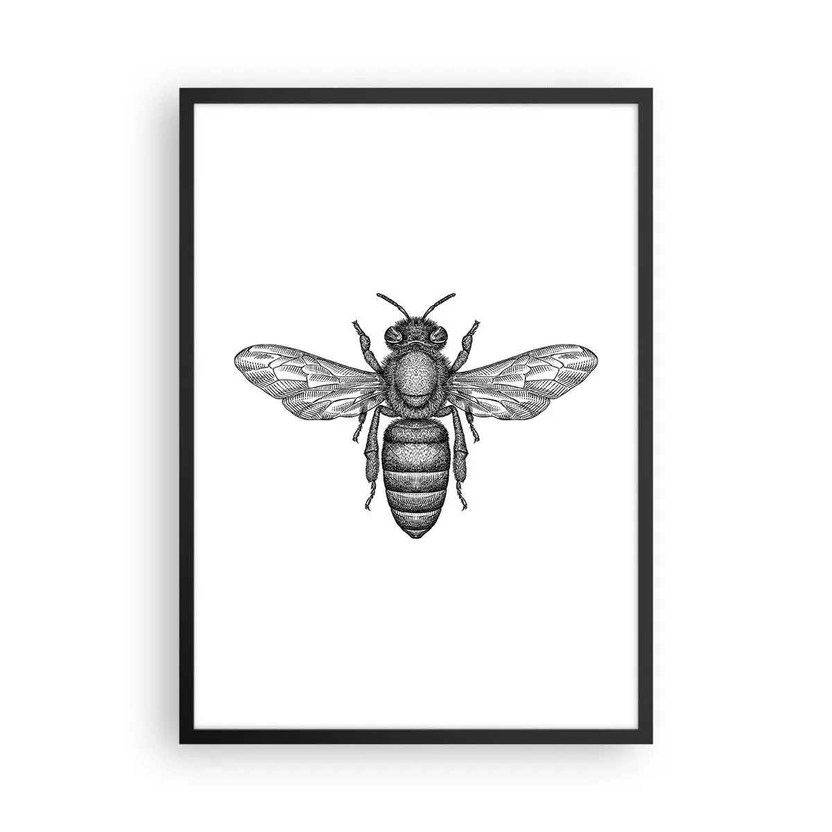 Poster in een zwarte lijst - Nauwkeurige illustratie van een bij op een witte achtergrond - 50x70cm - Insectenportret - Moderne wanddecoratie voor woonkamer en slaapkamer ARTTOR
