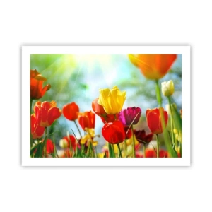 Poster - Alle kleuren van de zon - 70x50 cm