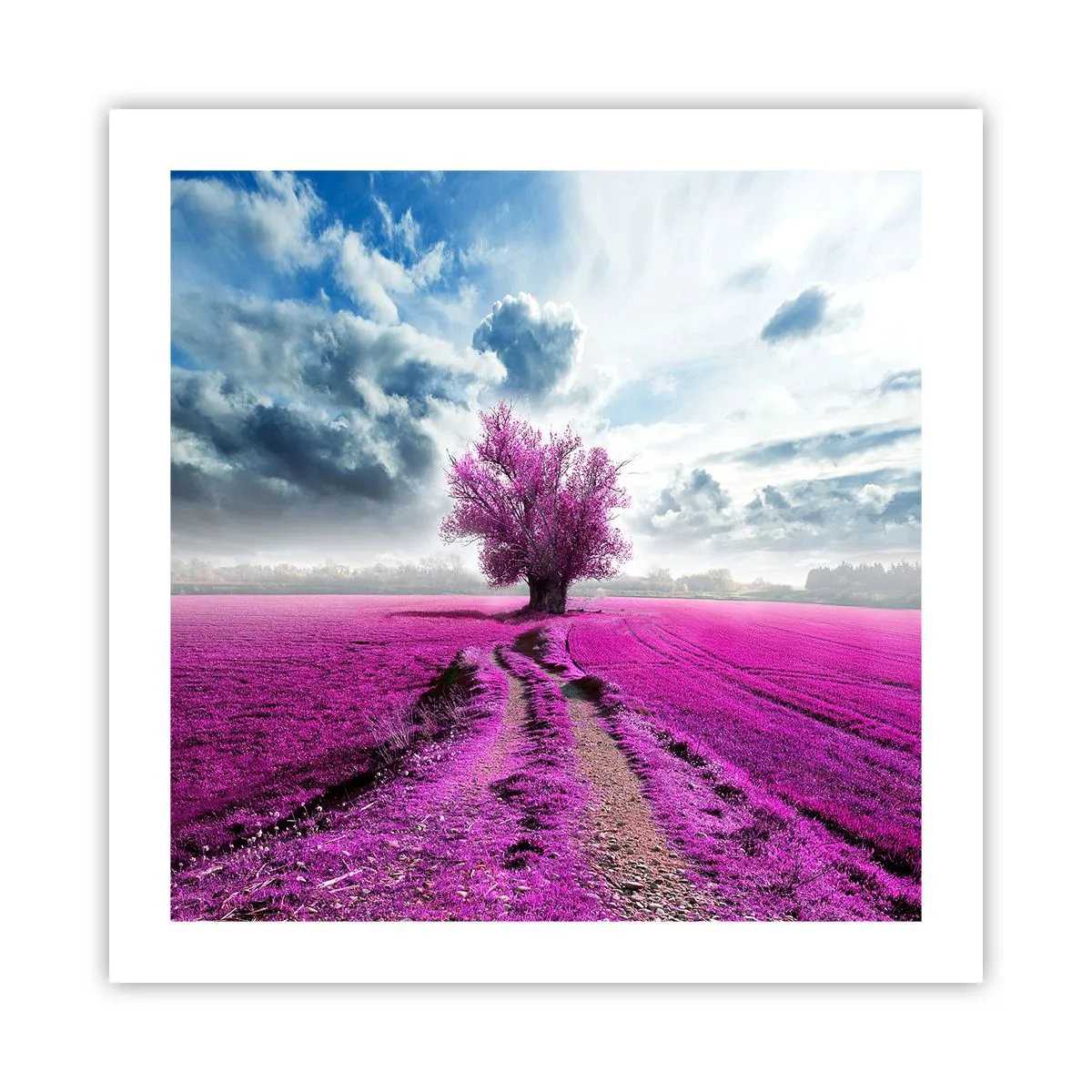 Poster - Heide - heilige plek - 50x50 cm
