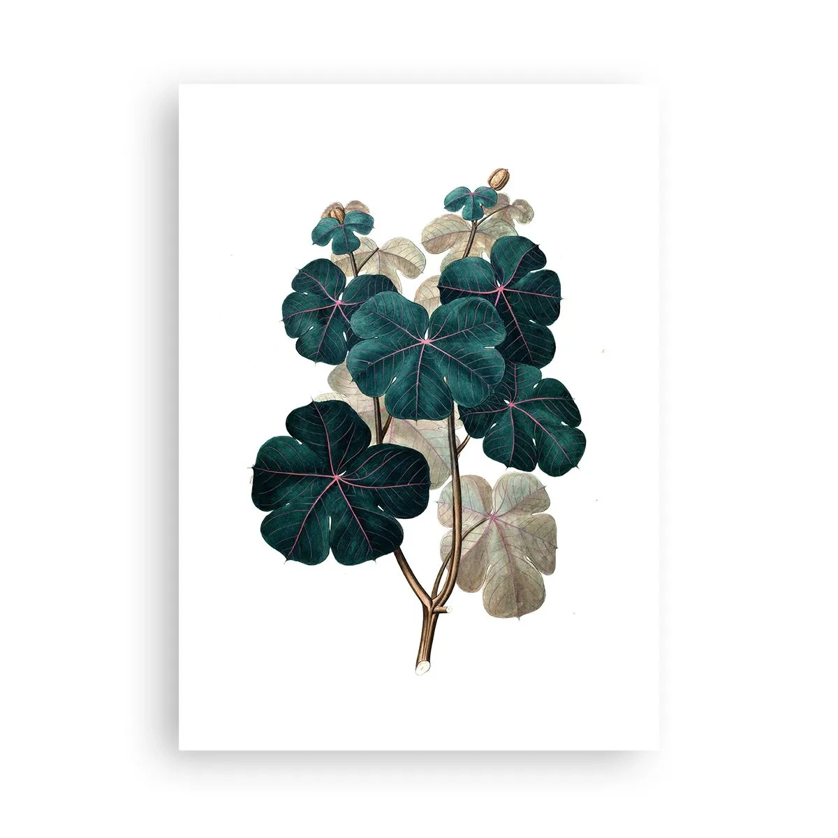 Poster - Uit het oude herbarium - 50x70 cm
