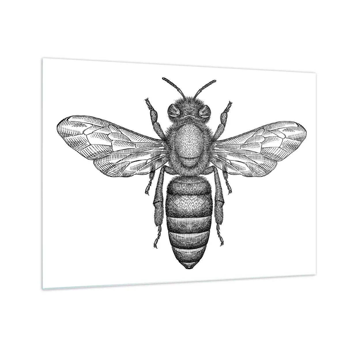 Schilderen op glas - Gedetailleerde illustratie van een retrobij op een witte achtergrond - 70x50cm - Insectenportret - Moderne wanddecoratie voor woonkamer en slaapkamer ARTTOR