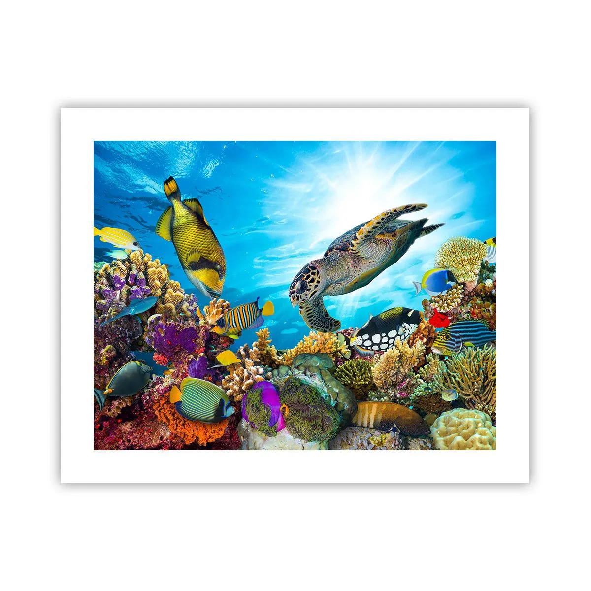 Poster - Koraalpromenade - 50x40 cm