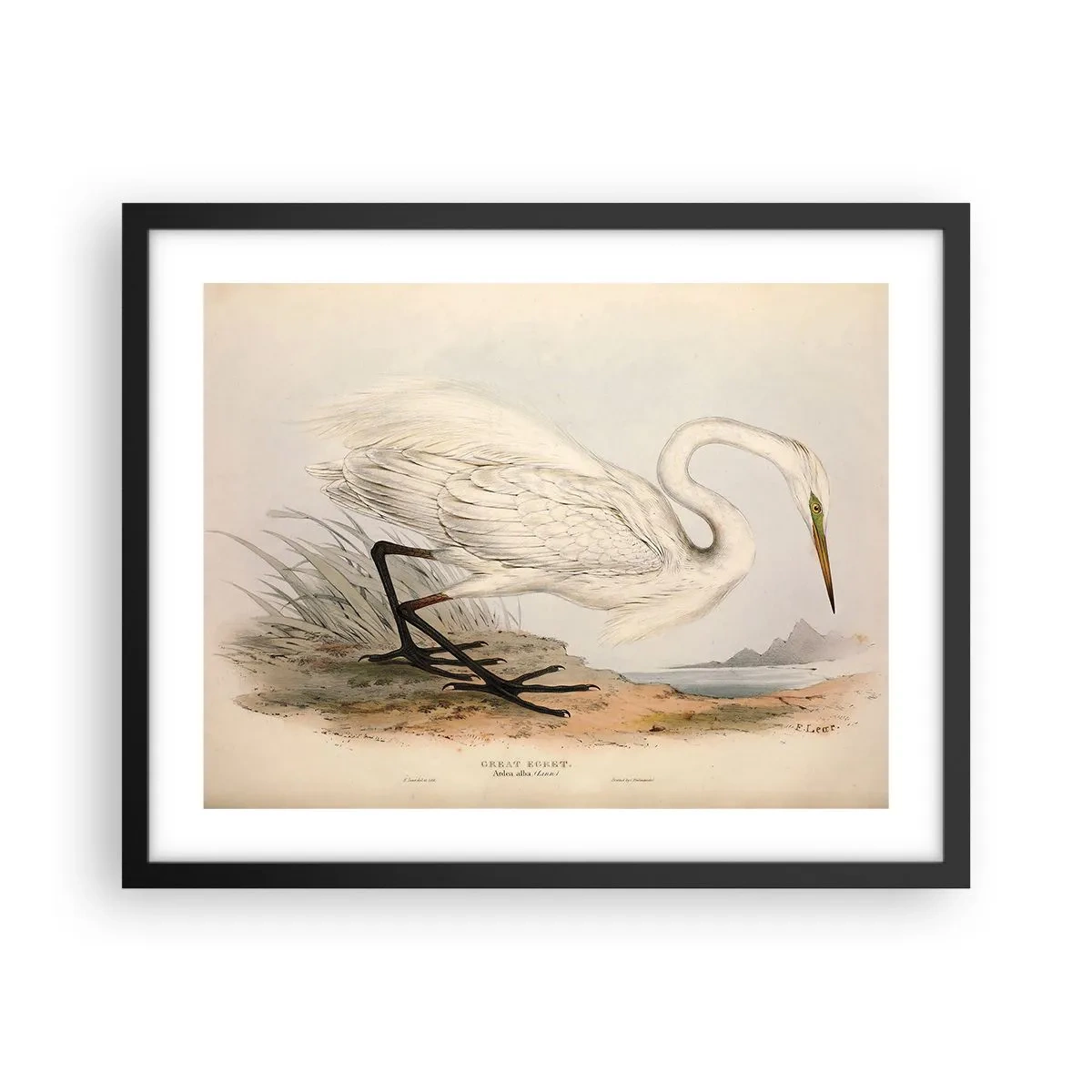 Poster in een zwarte lijst - Dame op de biezen - 50x40 cm