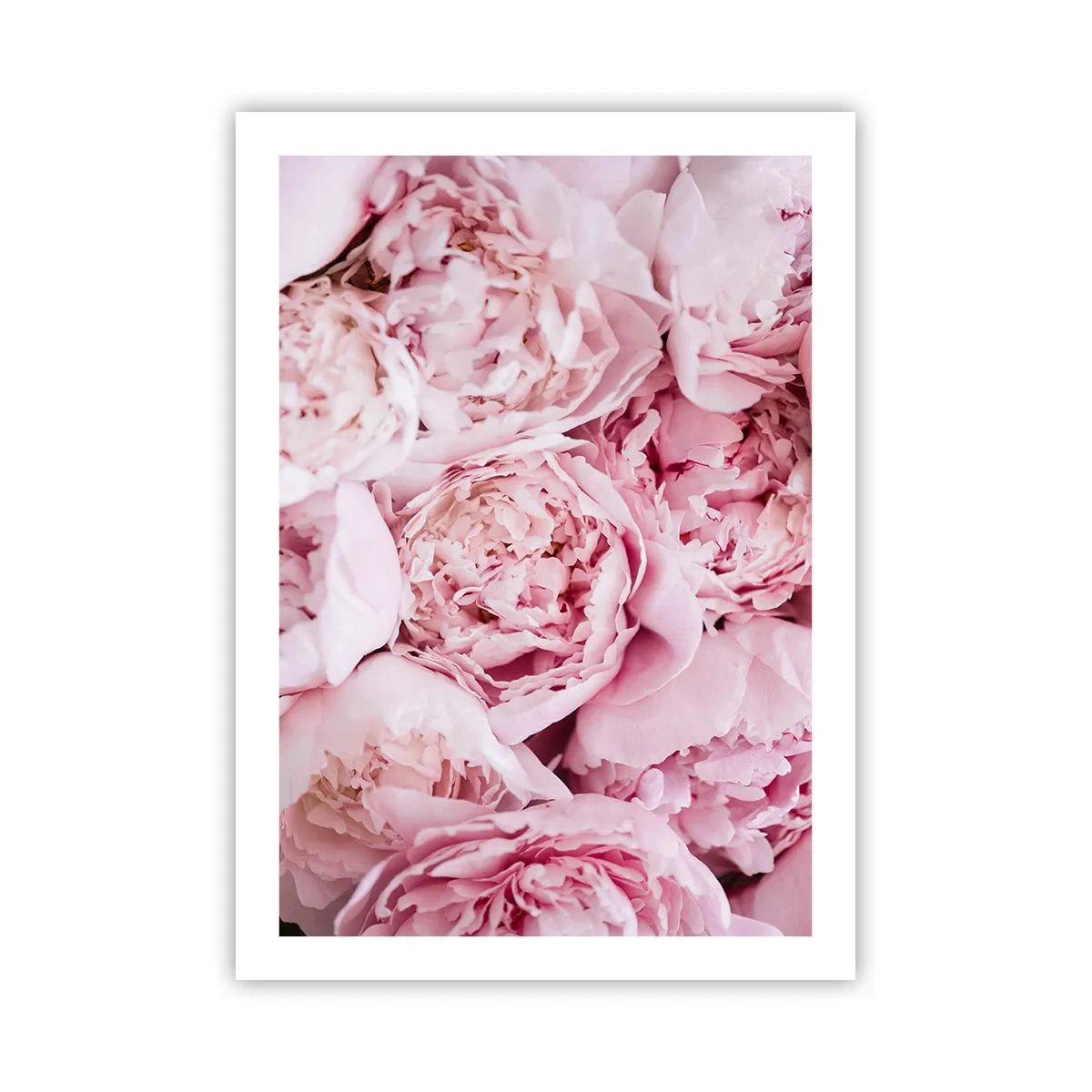 Poster - Knuffelend en geurig - 50x70 cm