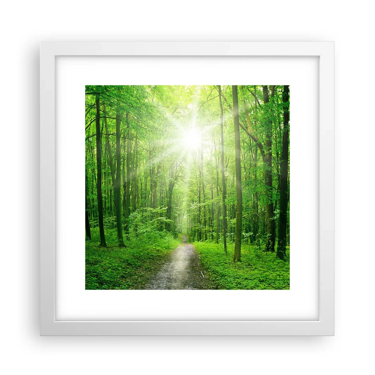 Poster in een witte lijst - De groene kathedraal - 30x30 cm