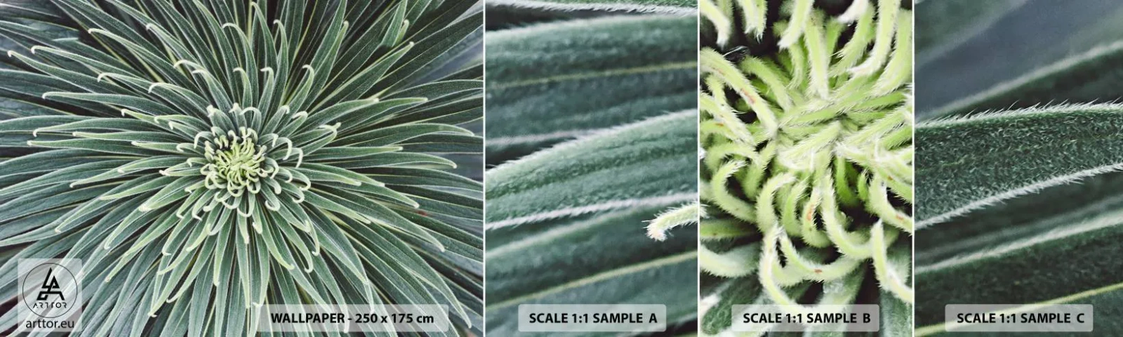 Fotobehang Staaltje Standard Eco - Een ster is geboren - Agave bloem, Agave, Bloemen - 100x30 cm