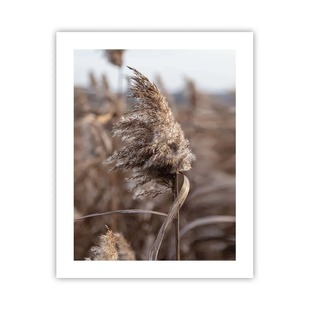 Poster - Tijd om met de wind mee te gaan - 40x50 cm