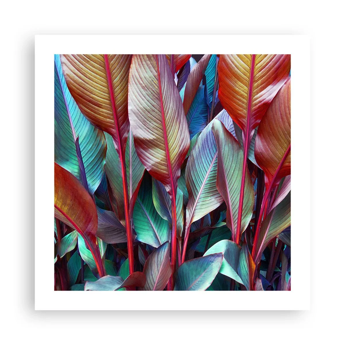 Poster - Een kleurrijk struikgewas - 50x50 cm