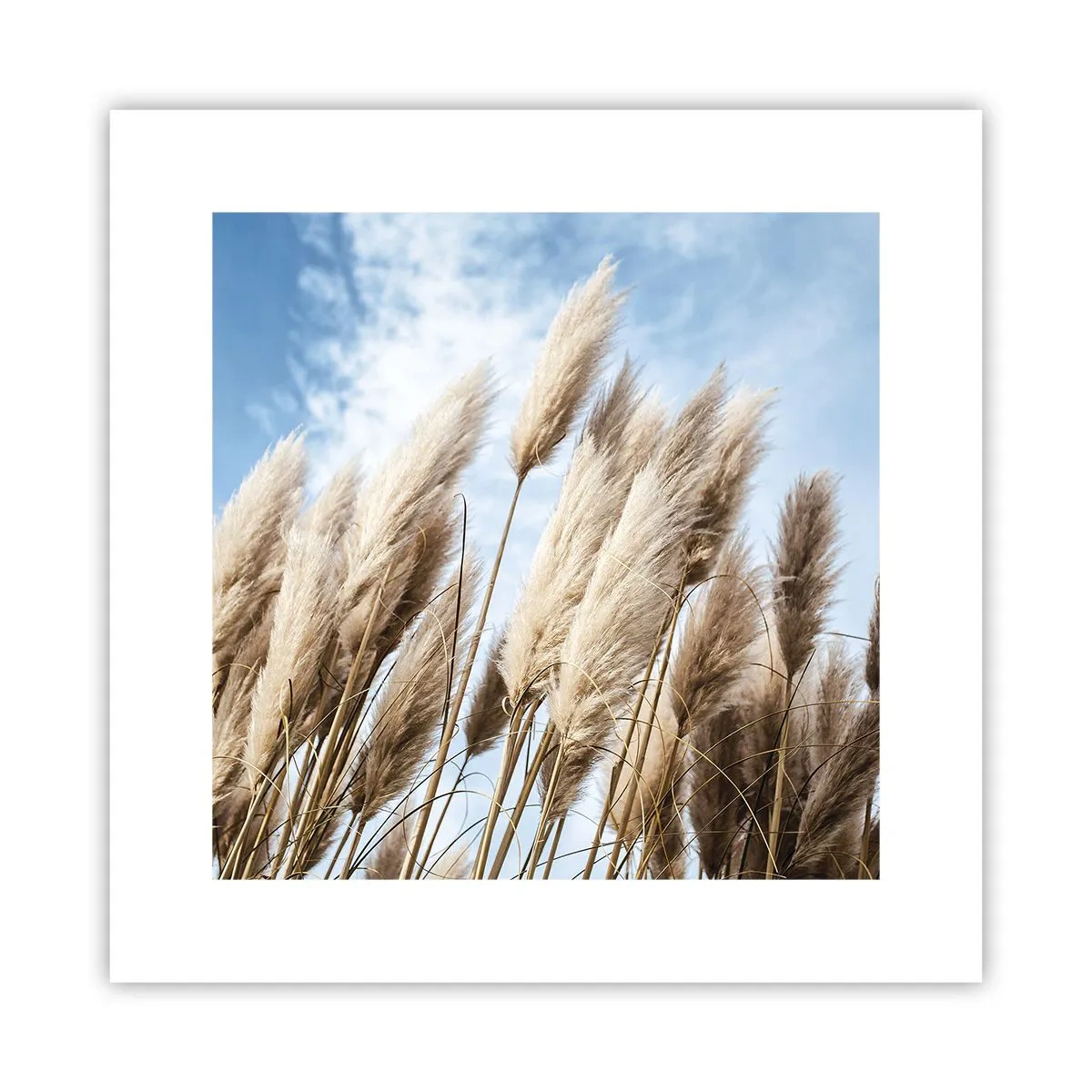 Poster - Zonnige en winderige streling - 30x30 cm