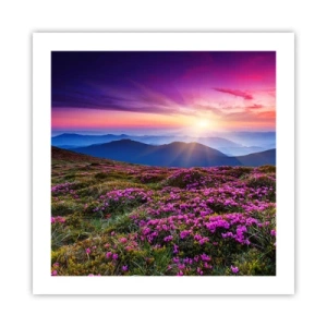 Poster - Kruiden roken naar verse trossen van de velden - 50x50 cm