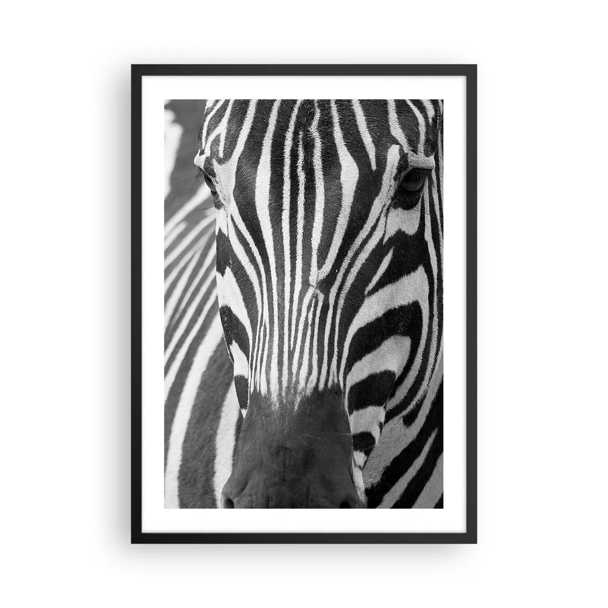 Poster in een zwarte lijst - Portret van een zebra in een zwart-witcompositie - 50x70cm - De wereld is zwart-wit - Moderne wanddecoratie voor woonkamer en slaapkamer ARTTOR