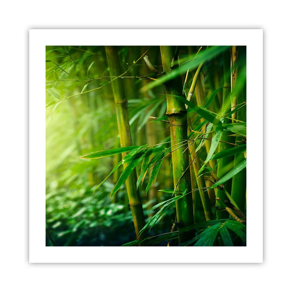 Poster - Maak kennis met groen zelf - 50x50 cm