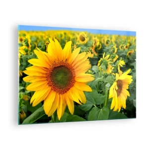 Schilderen op glas - Een veld zonnebloemen in volle bloei onder een blauwe lucht - 70x50cm - Honderden zonnen vlamden op - Moderne wanddecoratie voor woonkamer en slaapkamer ARTTOR