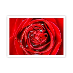 Poster - In de dauwdruppels - 100x70 cm