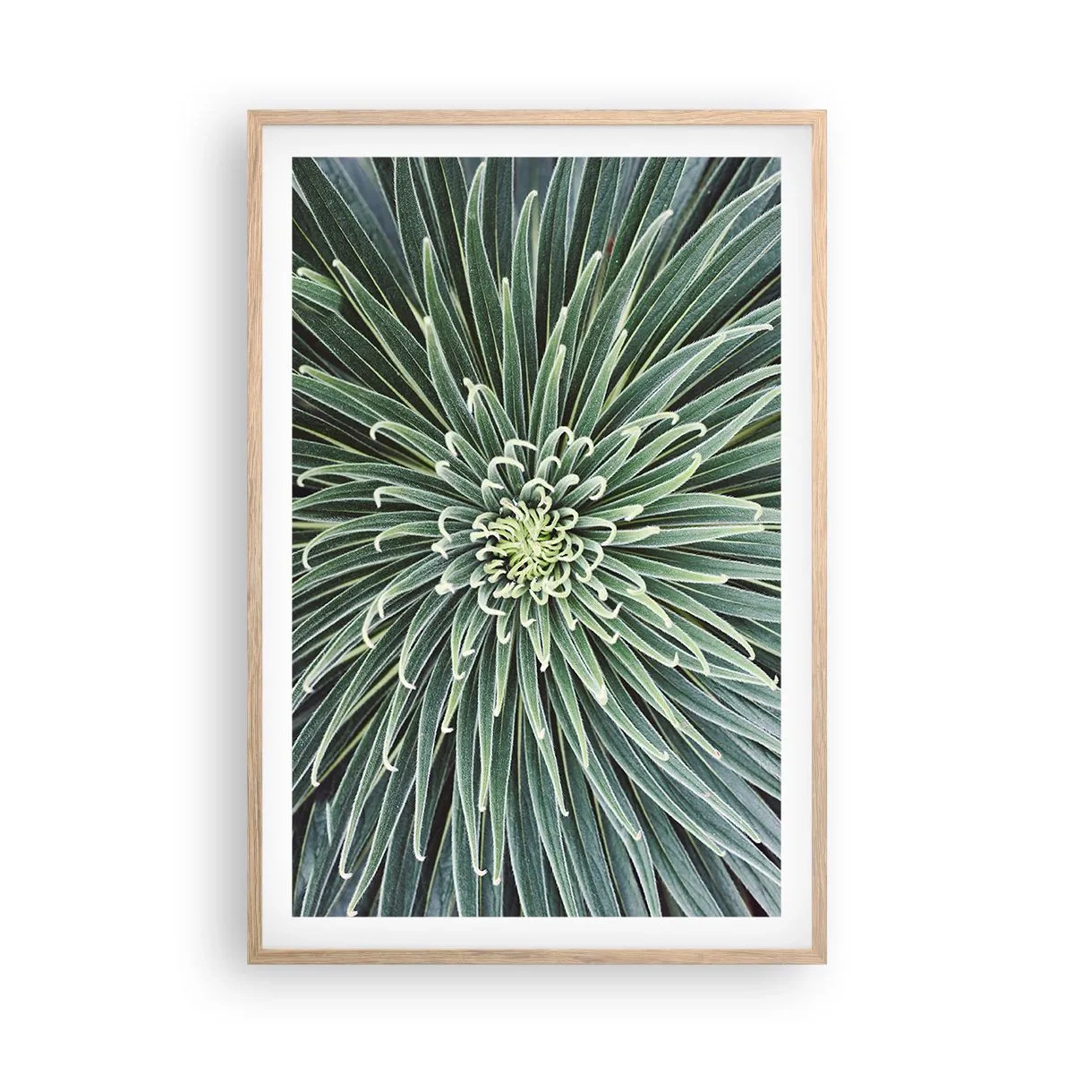 Een poster in een licht eiken lijst - Een ster is geboren - 61x91 cm