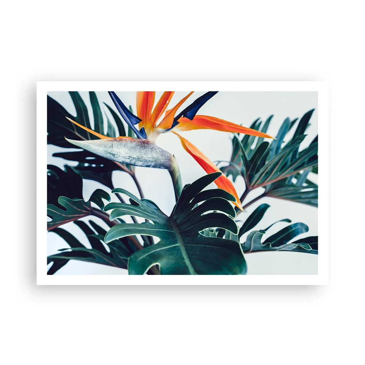 Poster - Vogelstruik - 100x70 cm
