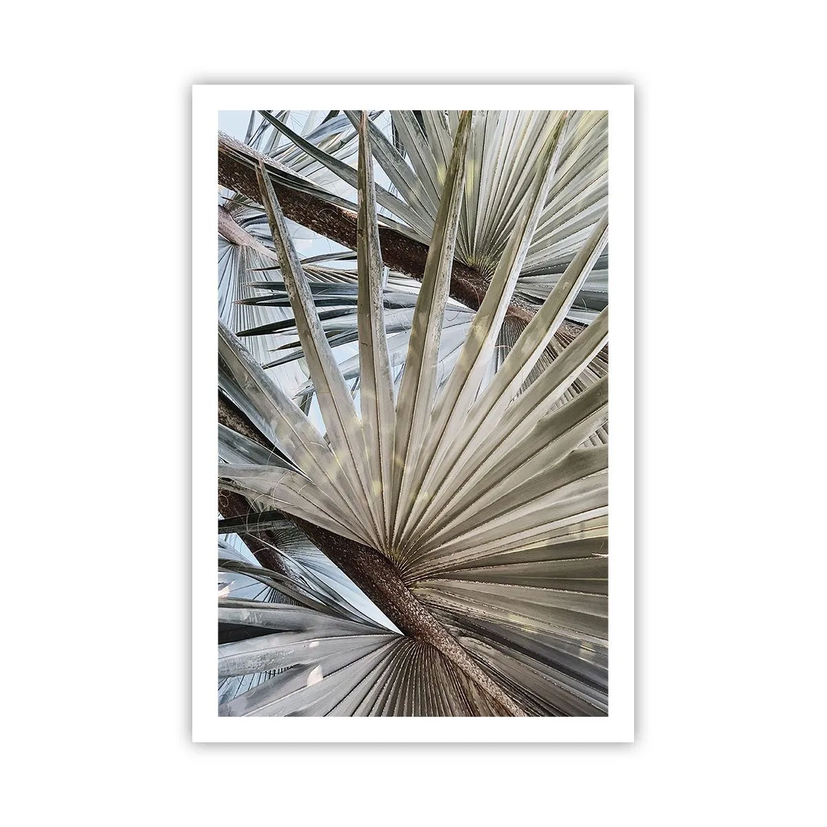 Poster - Fans in de tropen - 61x91 cm