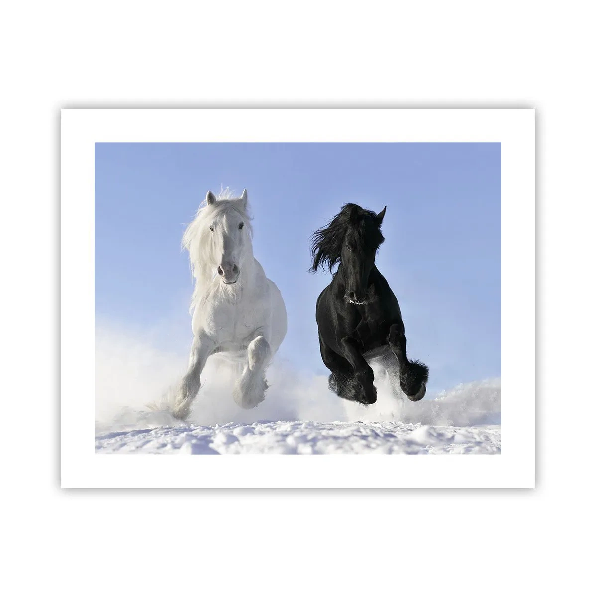 Poster - Zwart-wit galop - 50x40 cm