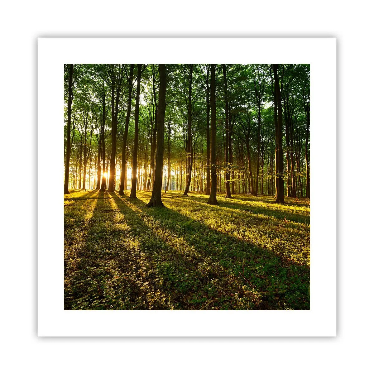 Poster - Foto van de hele lente - 40x40 cm