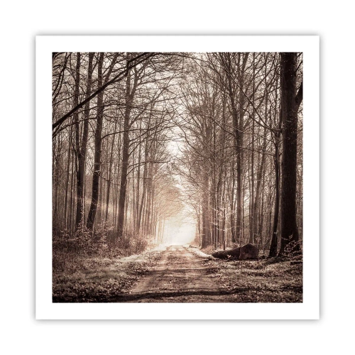 Poster - Boskathedraal - 60x60 cm