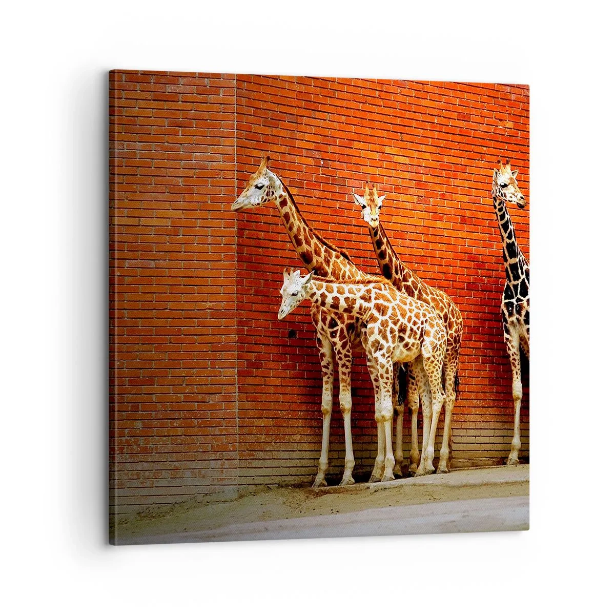 Schilderen op canvas - Zie je acacia? - 60x60 cm