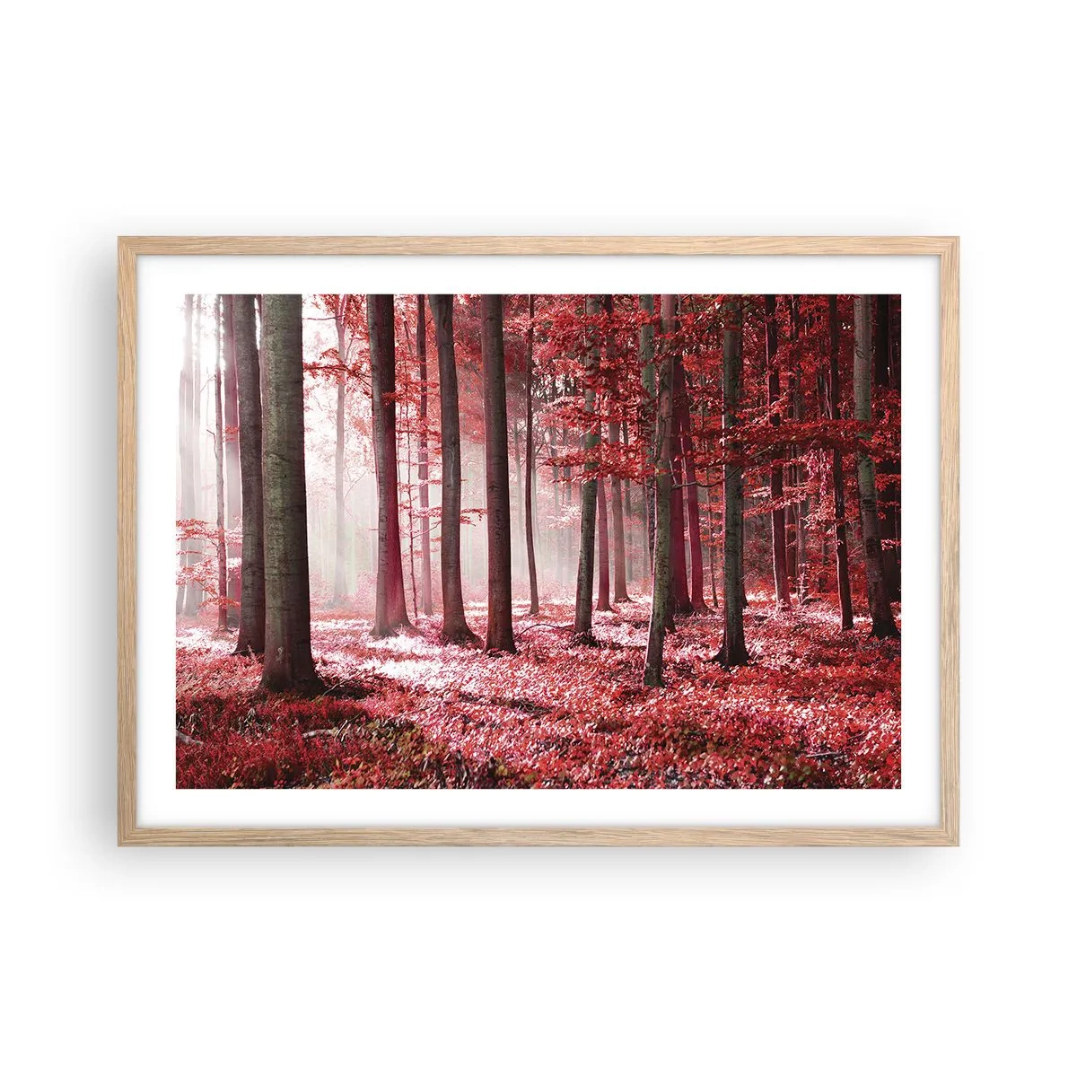 Een poster in een licht eiken lijst - Rood is net zo mooi - 70x50 cm