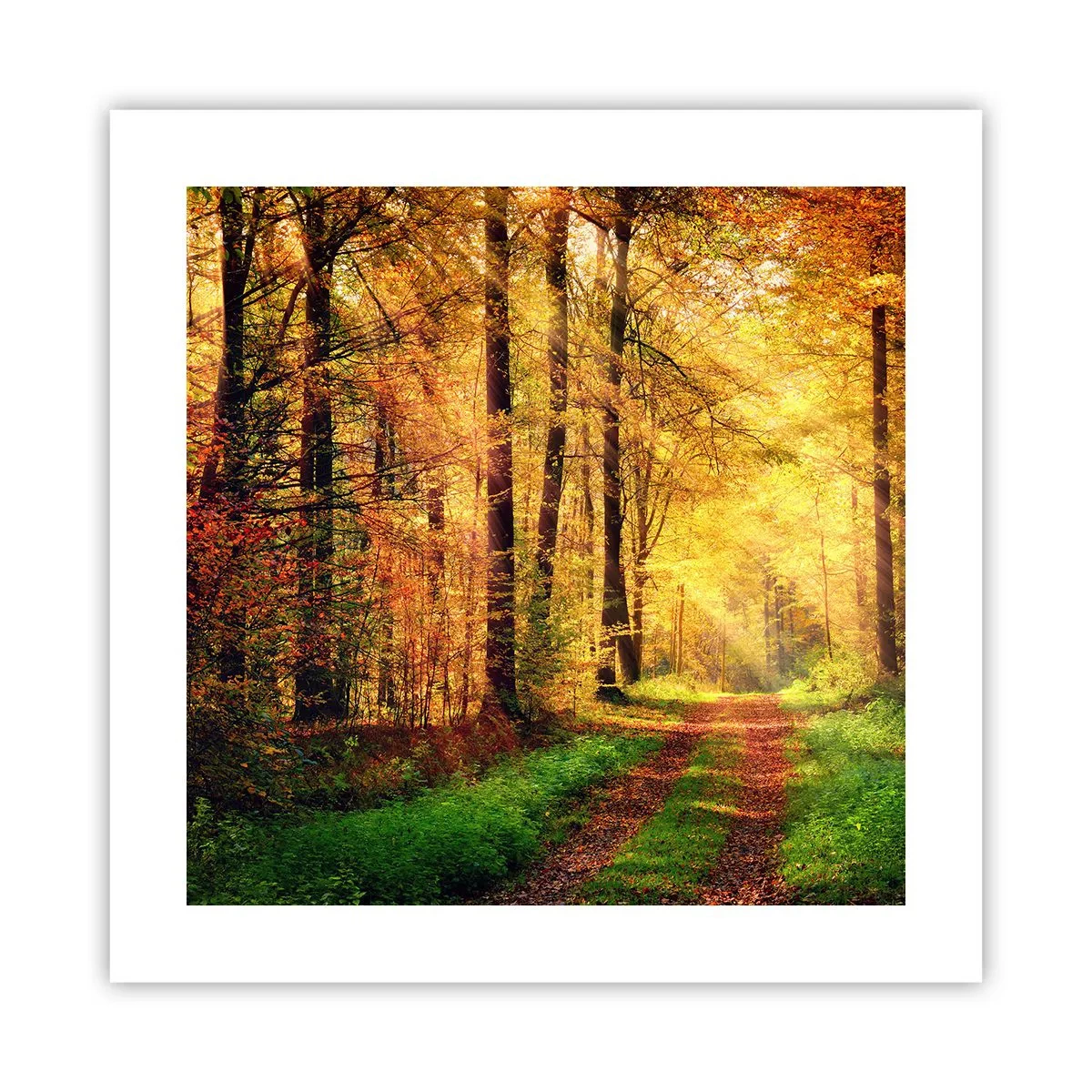 Poster - Bos-gouden stilte - 40x40 cm