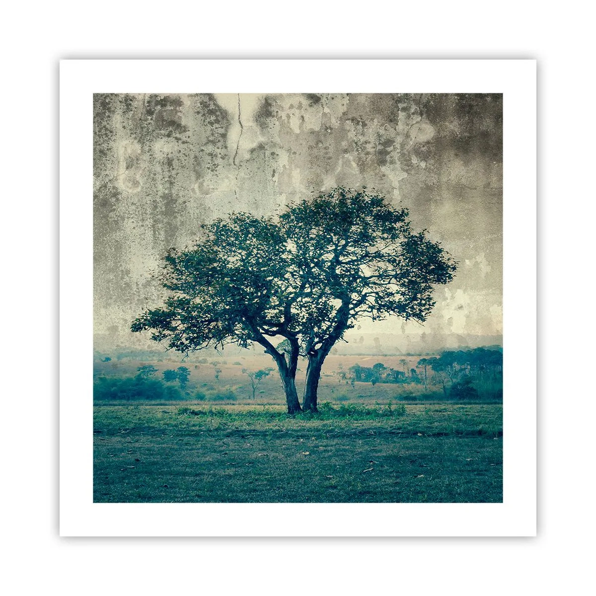 Poster - Een appelboom op een blauw veld? - 50x50 cm