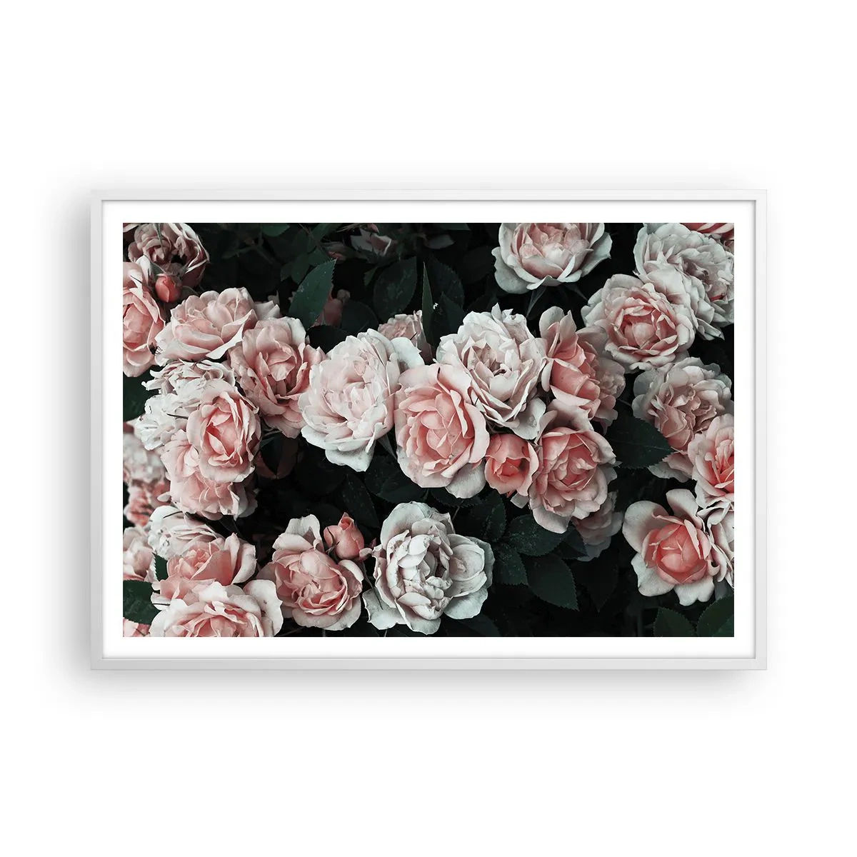 Poster in een witte lijst - Rozen ensemble - 100x70 cm