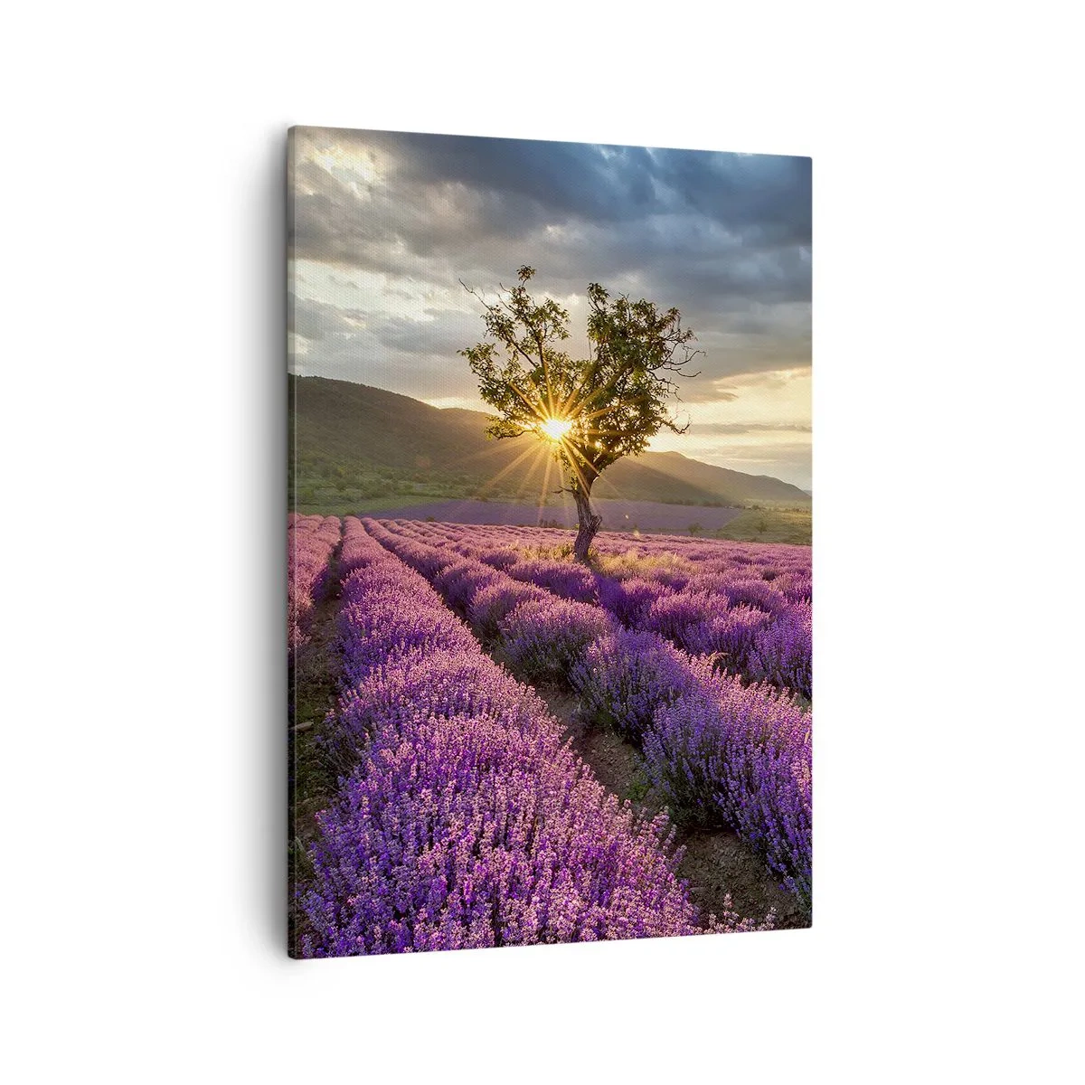 Schilderen op canvas - Lila gekleurd aroma - 50x70 cm
