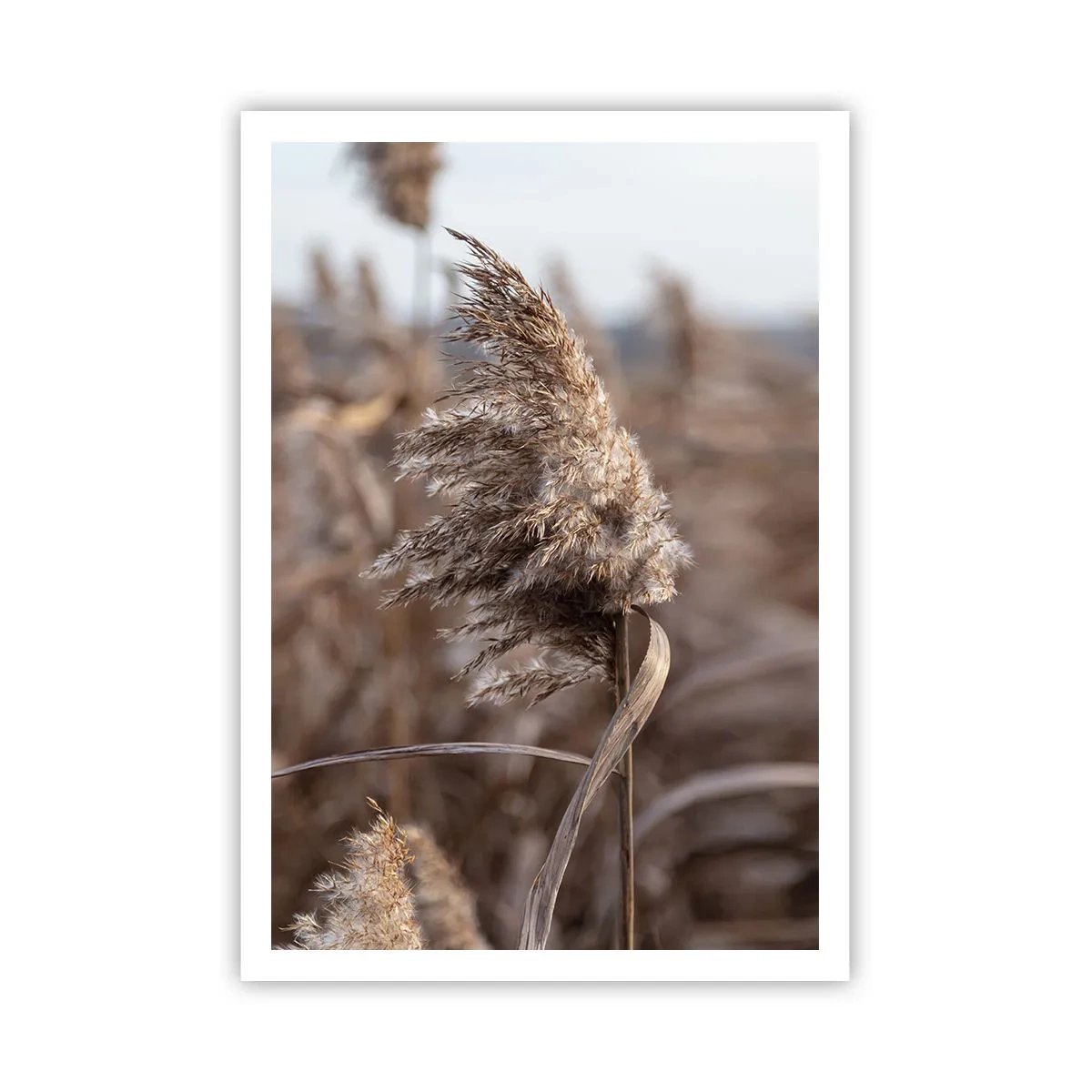 Poster - Tijd om met de wind mee te gaan - 70x100 cm