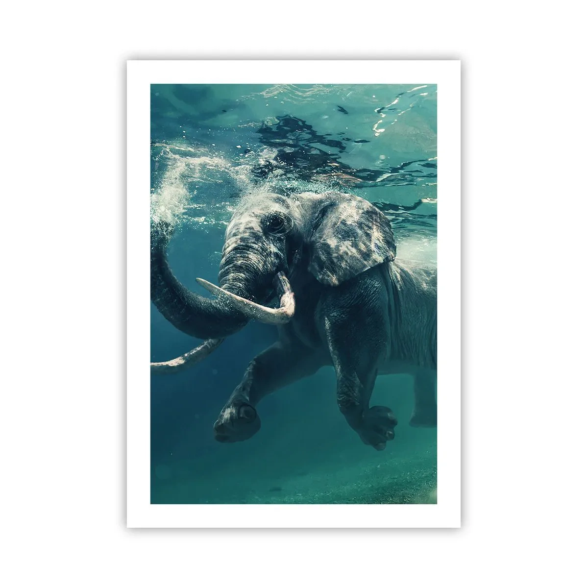 Poster - Iedereen houdt van zwemmen - 50x70 cm