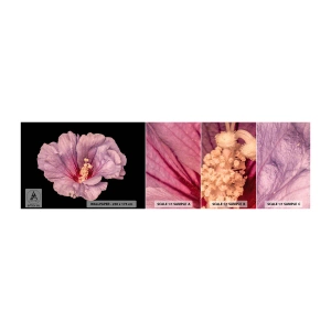 Fotobehang Monster Zelfklevend Deluxe Sticker - Recht in het hart - Bloem, Deel, Grafisch - 100x30 cm