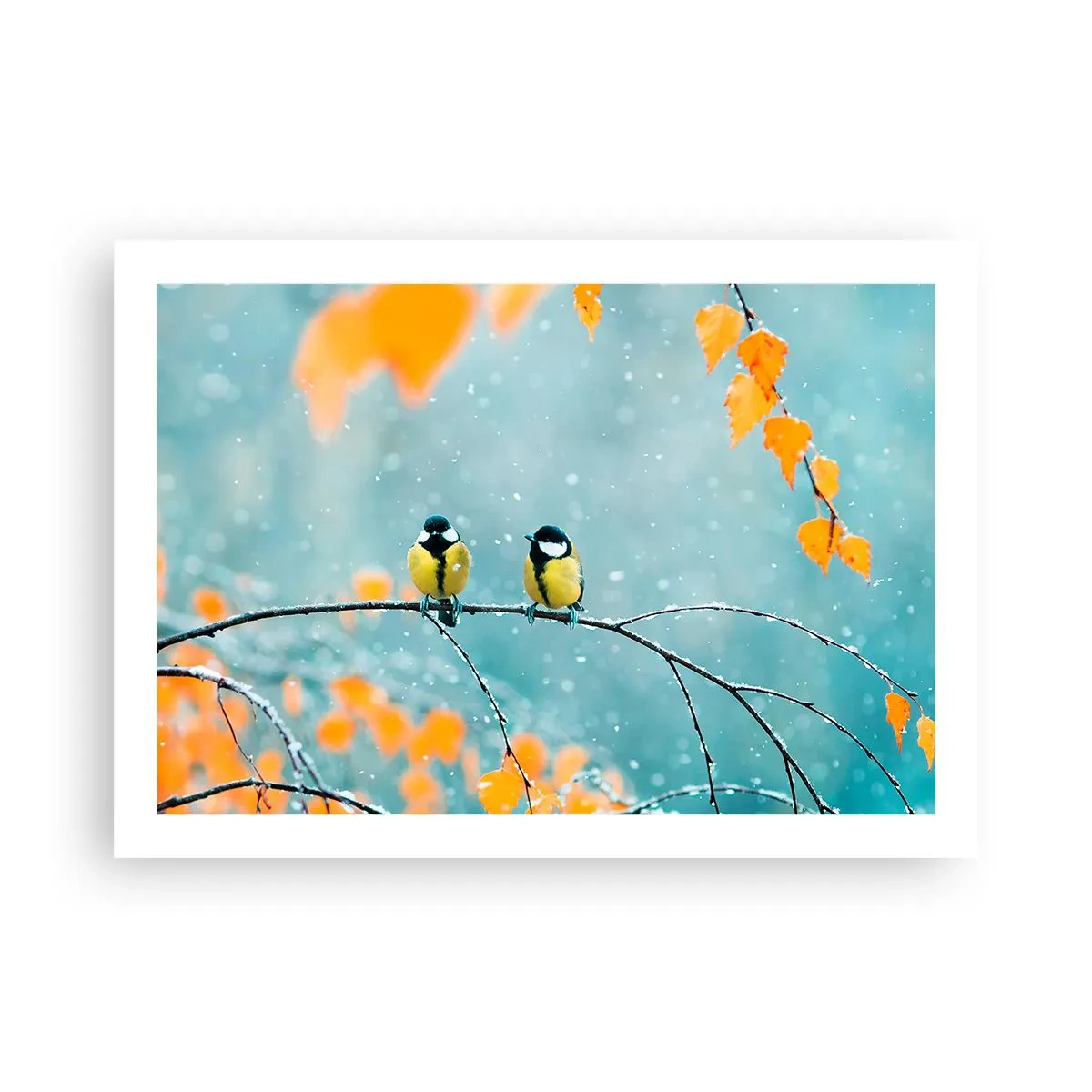 Poster - Vogelroddel - 70x50 cm