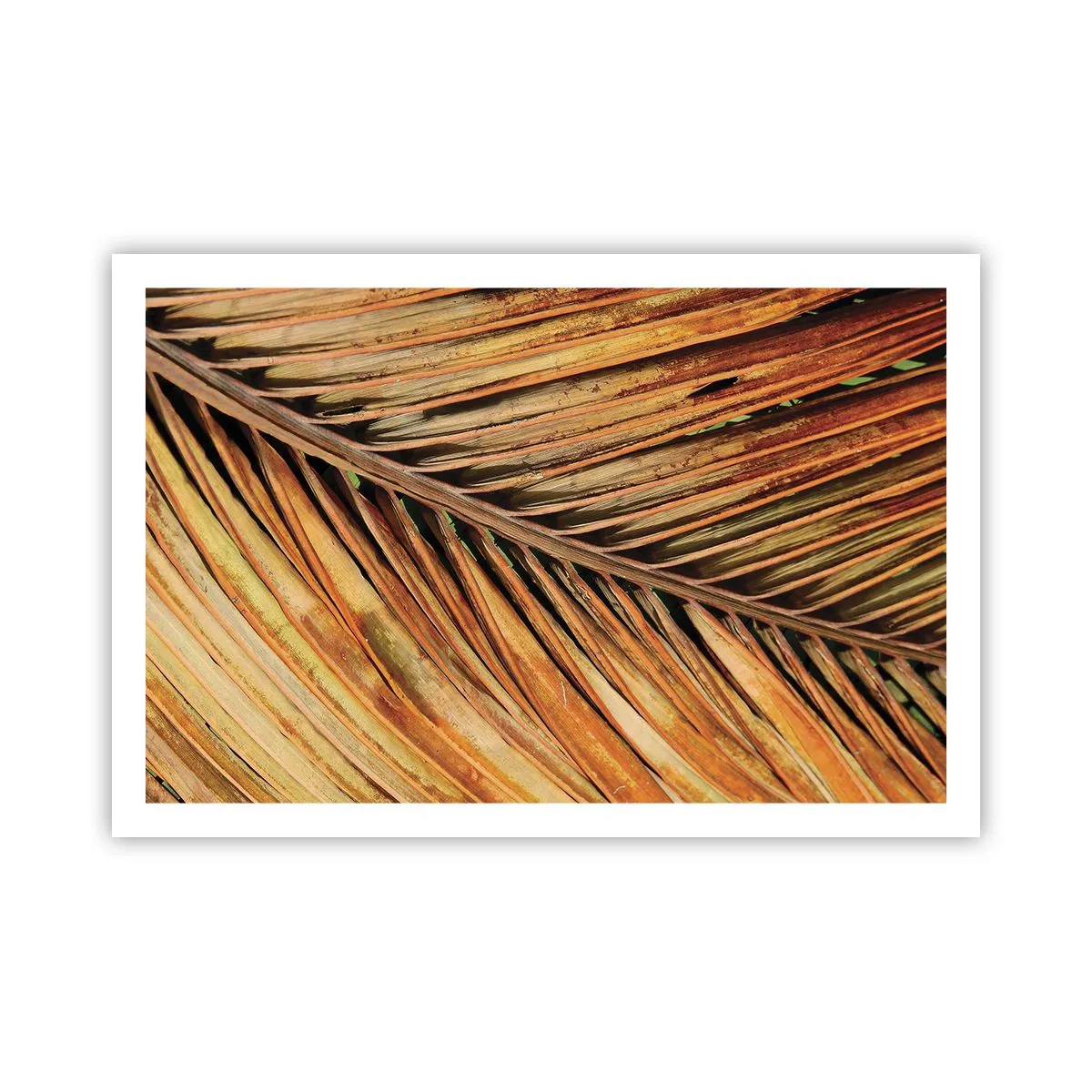 Poster - Kokos goud - 91x61 cm