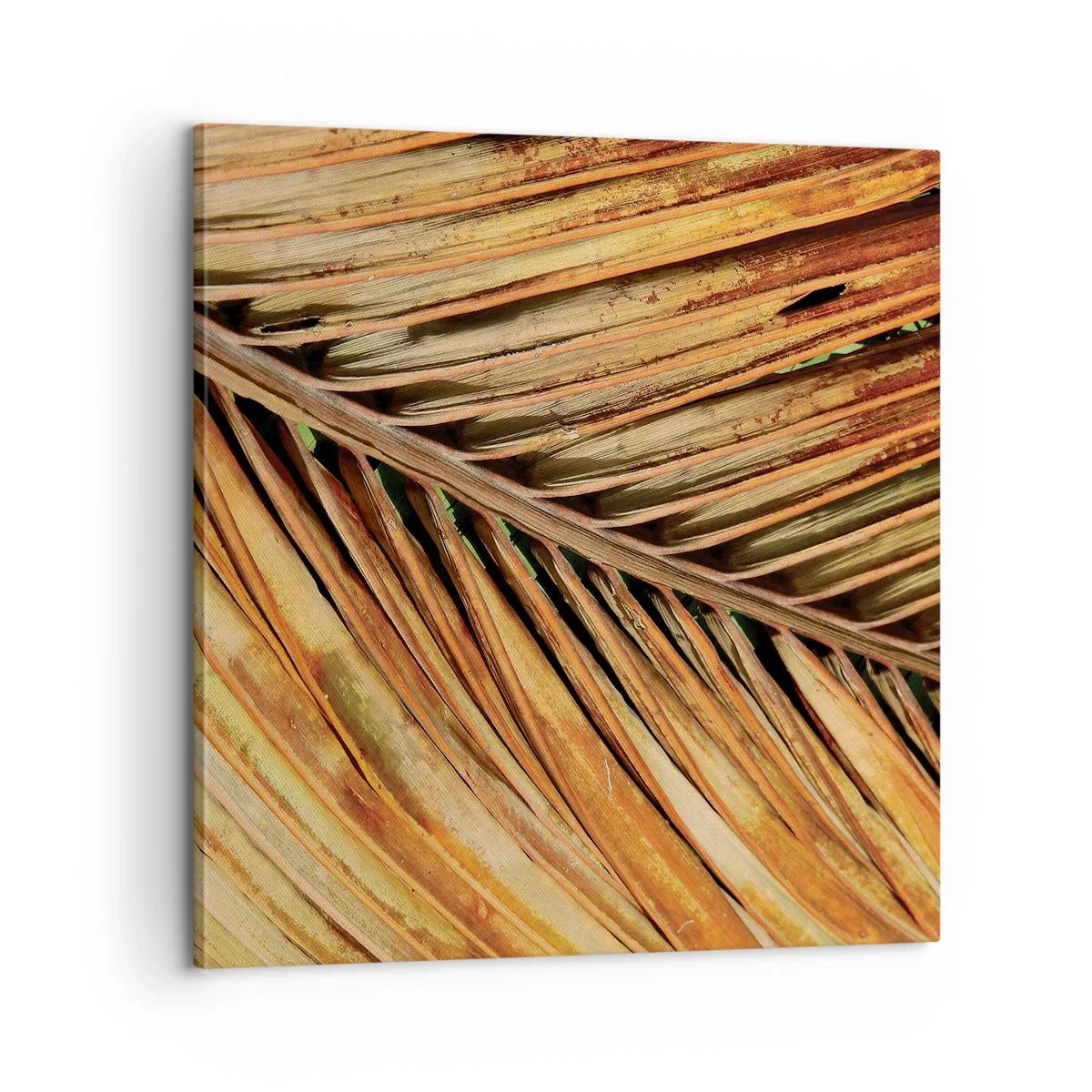 Schilderen op canvas - Kokos goud - 60x60 cm