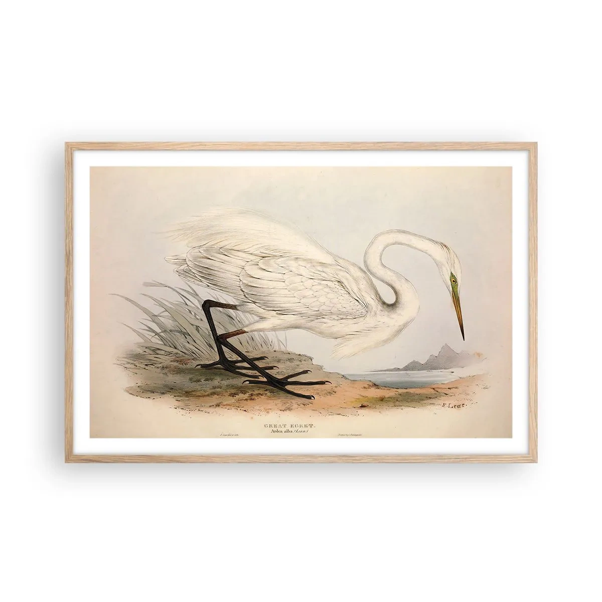 Een poster in een licht eiken lijst - Dame op de biezen - 91x61 cm