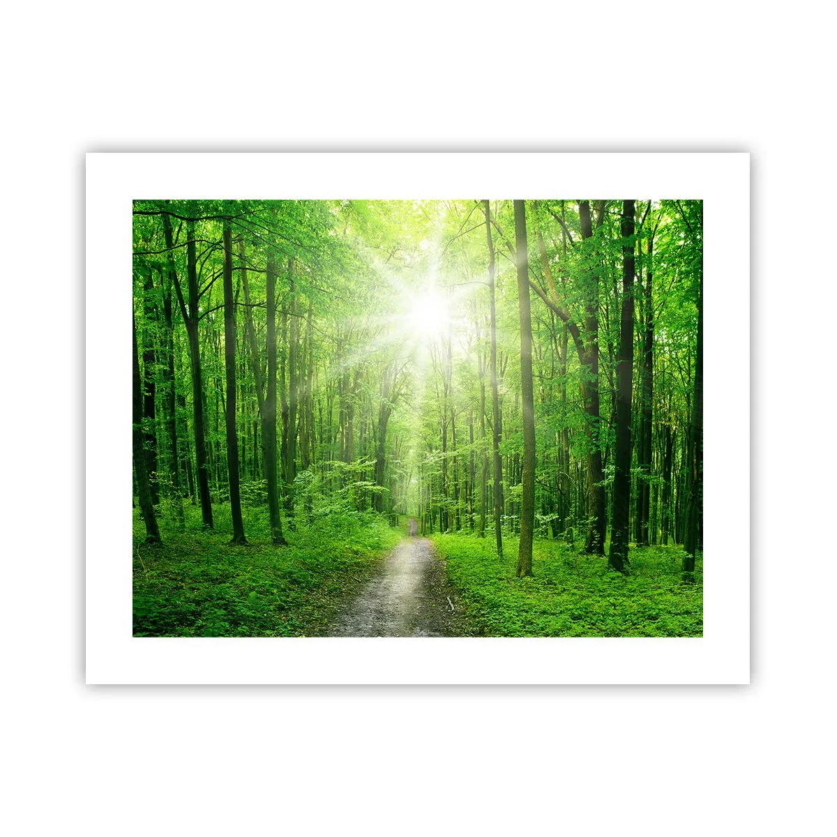 Poster - De groene kathedraal - 50x40 cm