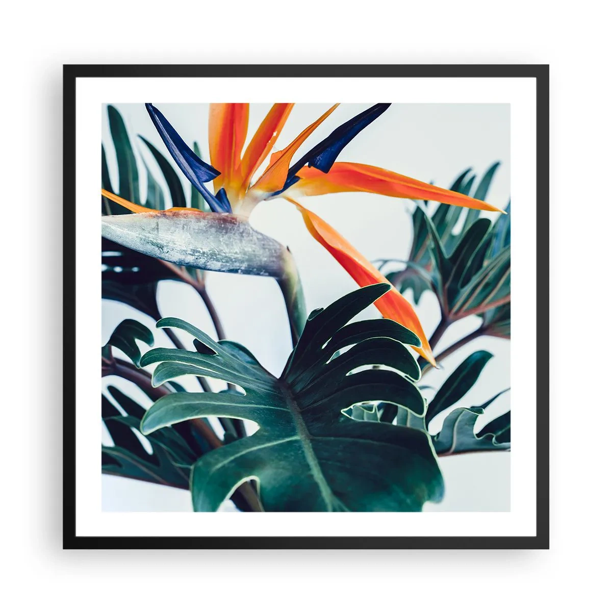 Poster in een zwarte lijst - Vogelstruik - 60x60 cm