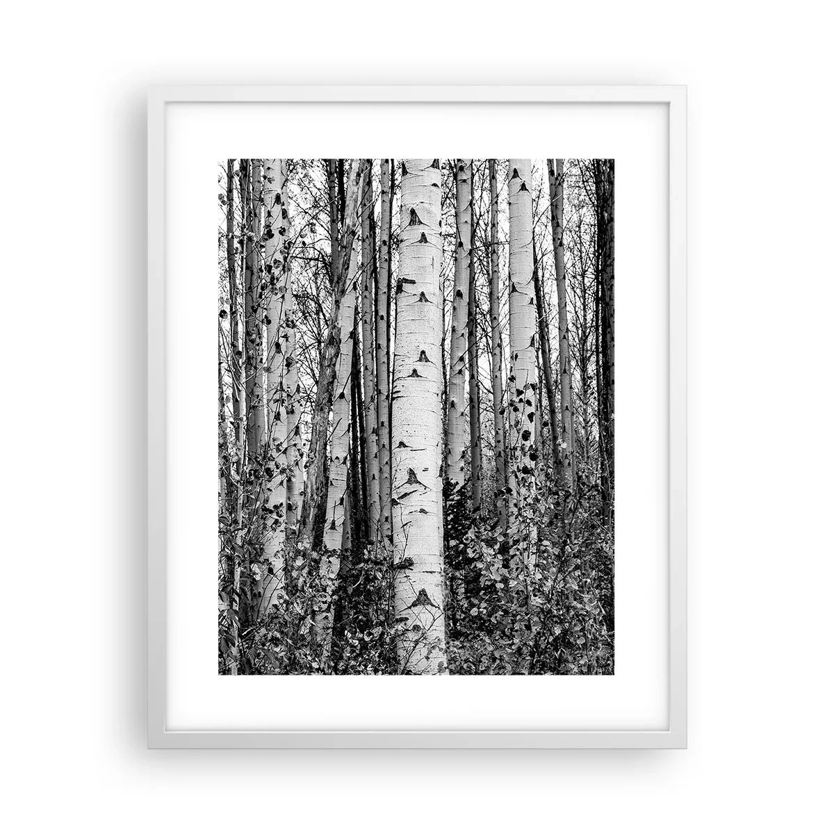 Poster in een witte lijst - Berken colonnade - 40x50 cm