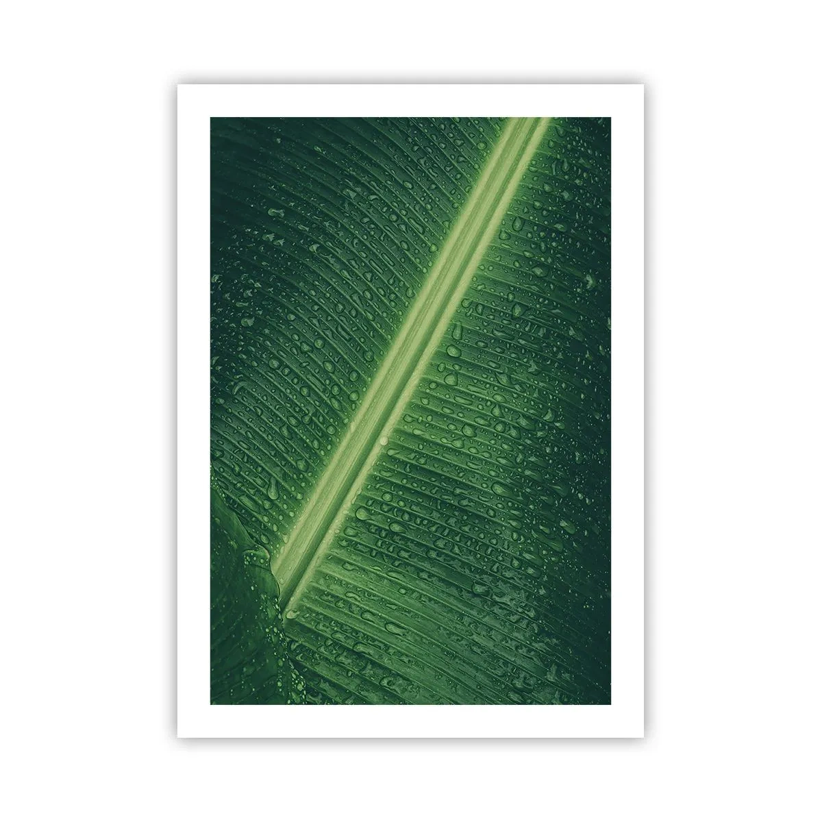 Poster - De structuur van groen - 50x70 cm