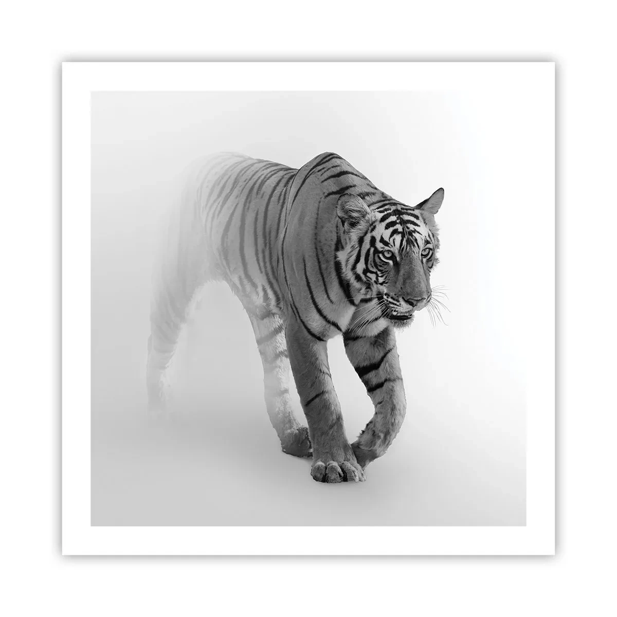 Poster - Gehurkt in de mist - 60x60 cm