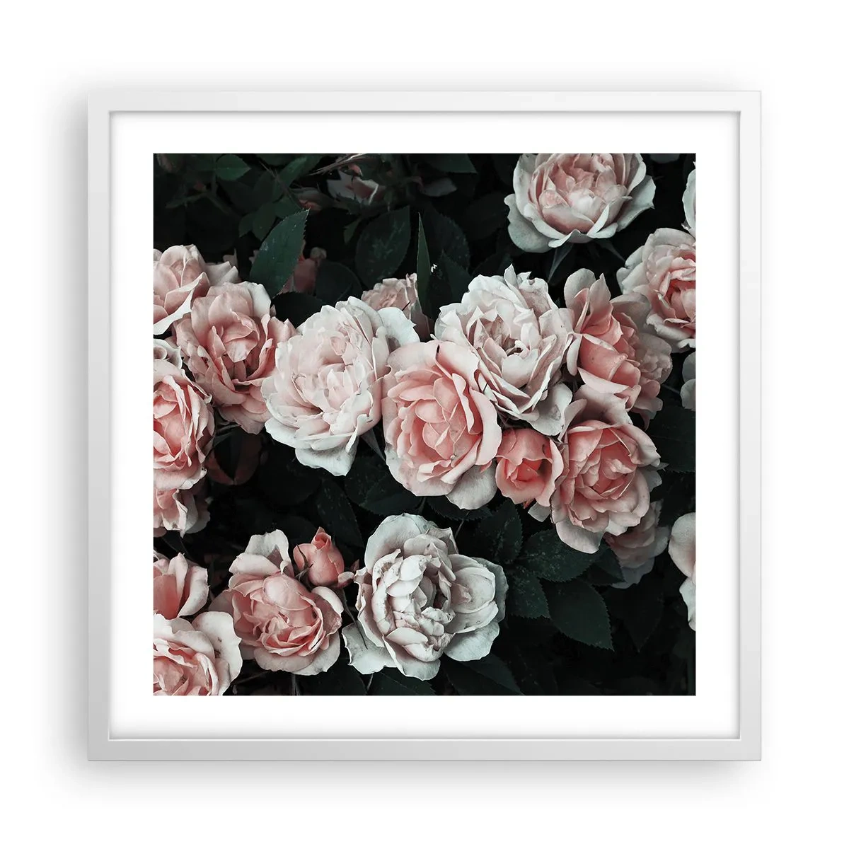 Poster in een witte lijst - Rozen ensemble - 50x50 cm
